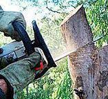How Our Tree Care Process Works  in  Pleasant Valley, WV