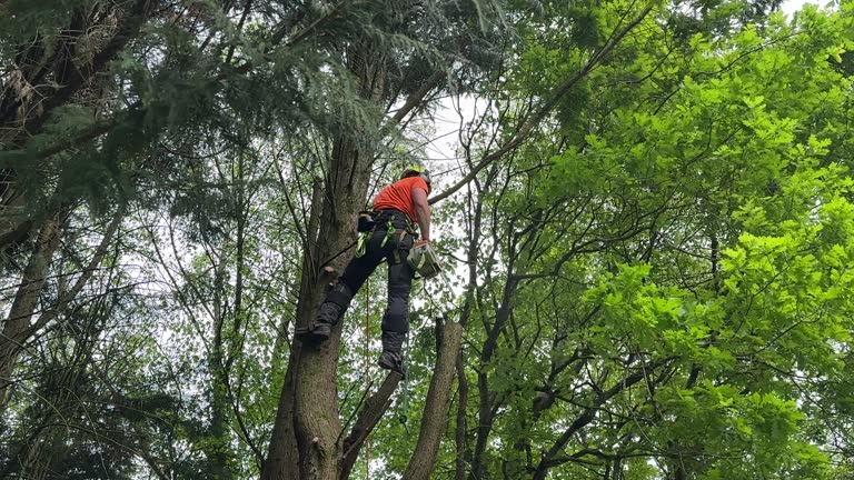 Best Seasonal Cleanup (Spring/Fall)  in Pleasant Valley, WV
