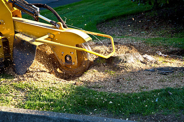 Best Storm Damage Tree Cleanup  in Pleasant Valley, WV