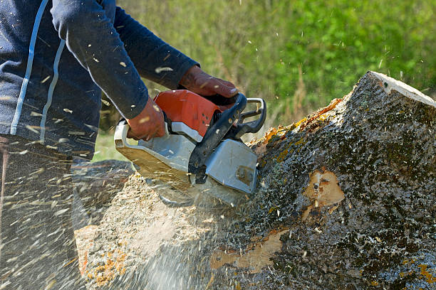 Best Hedge Trimming  in Pleasant Valley, WV