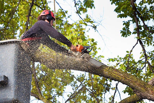Best Arborist Consultation Services  in Pleasant Valley, WV