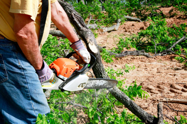 Lawn Maintenance Plans in Pleasant Valley, WV